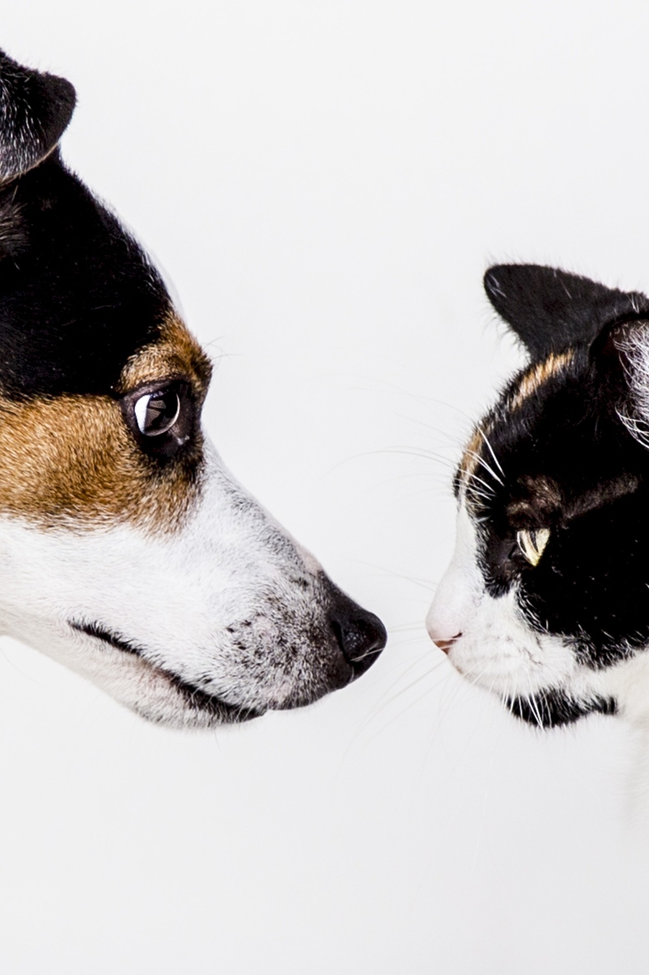 fascinating facts about dogs and cats